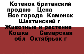 Котенок британский продаю › Цена ­ 3 000 - Все города, Каменск-Шахтинский г. Животные и растения » Кошки   . Самарская обл.,Октябрьск г.